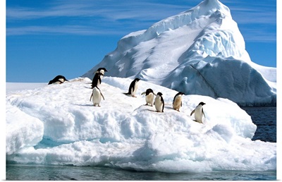 Adelie Penguins Jump From Iceberg, Paulet Island, Antarctica