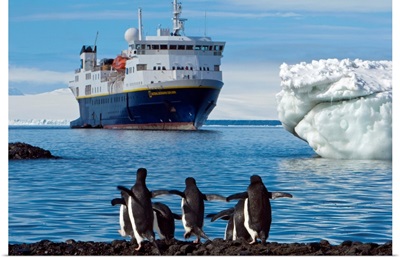 Adelie penguins walk on a beach where a cruise ship is anchored.