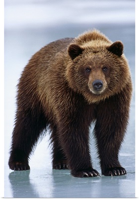 Adolescent Brown Bear Standing On Frozen Pond, Alaska Wildlife Conservation Center