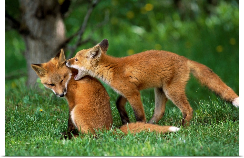 Adolescent Red Foxes Play Together, Anchorage, Alaska