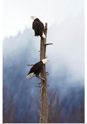 Adult Bald Eagles Perched On Top Of A Dead Tree, Portage Valley, Alaska