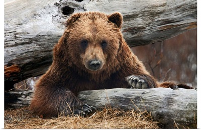 Adult Brown Bear Rests On A Log At The Alaska Wildlife Conservation Center