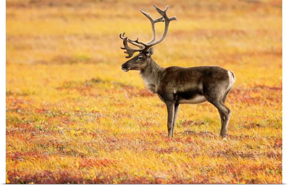 Adult Caribou In The Fall Colours Of The Dempster Highway, Yukon, Canada