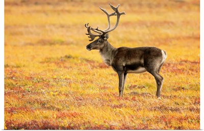 Adult Caribou In The Fall Colours Of The Dempster Highway, Yukon, Canada