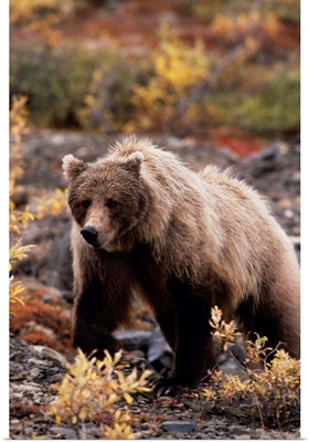 Adult Grizzly Walking On Fall Tundra, Denali Nationanl Park, Alaska