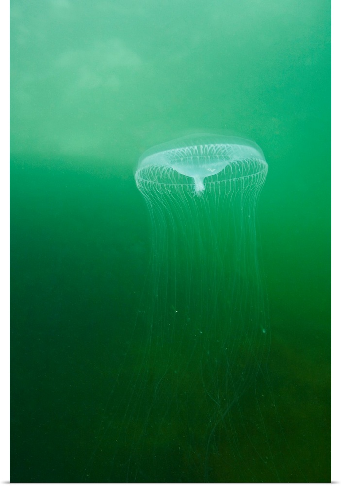 Aequoria Jellyfish