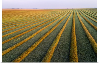 Aerial Views Of Canola Harvest Lines Glowing At Sunset, Blackie, Alberta, Canada