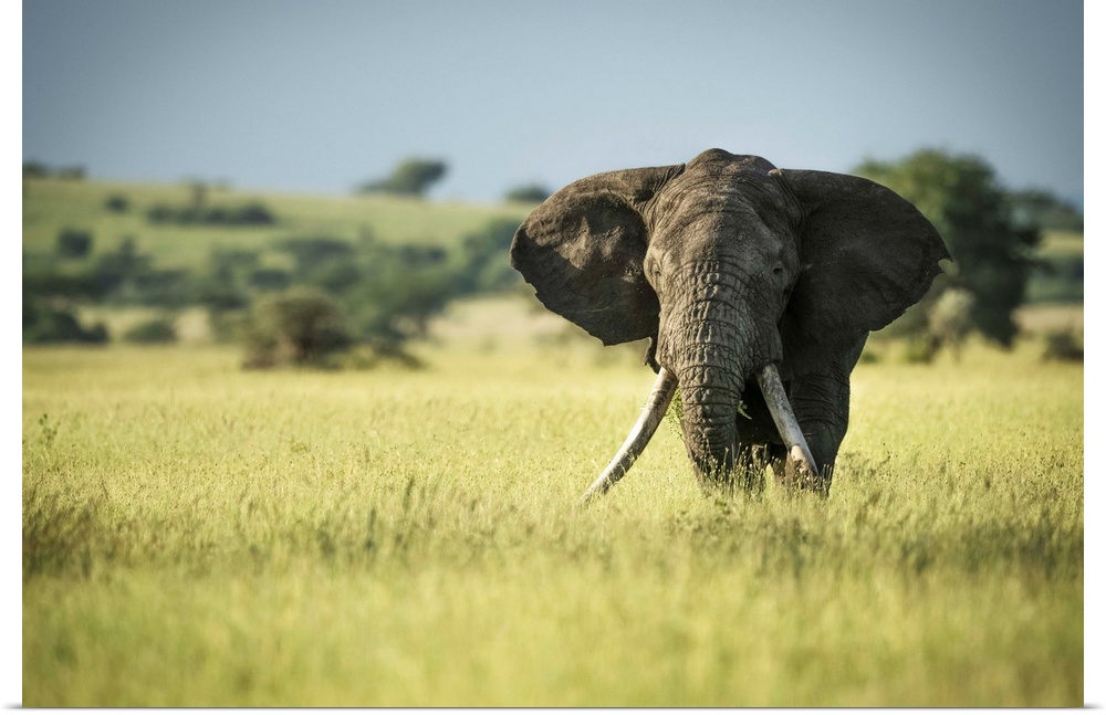African bush elephant (Loxodonta africana) stands in long grass, Grumeti Serengeti Tented Camp, Serengeti National Park; T...