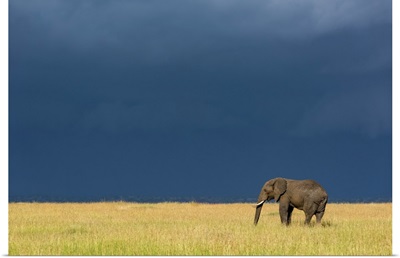 African Bush Elephant, Serengeti National Park, Tanzania