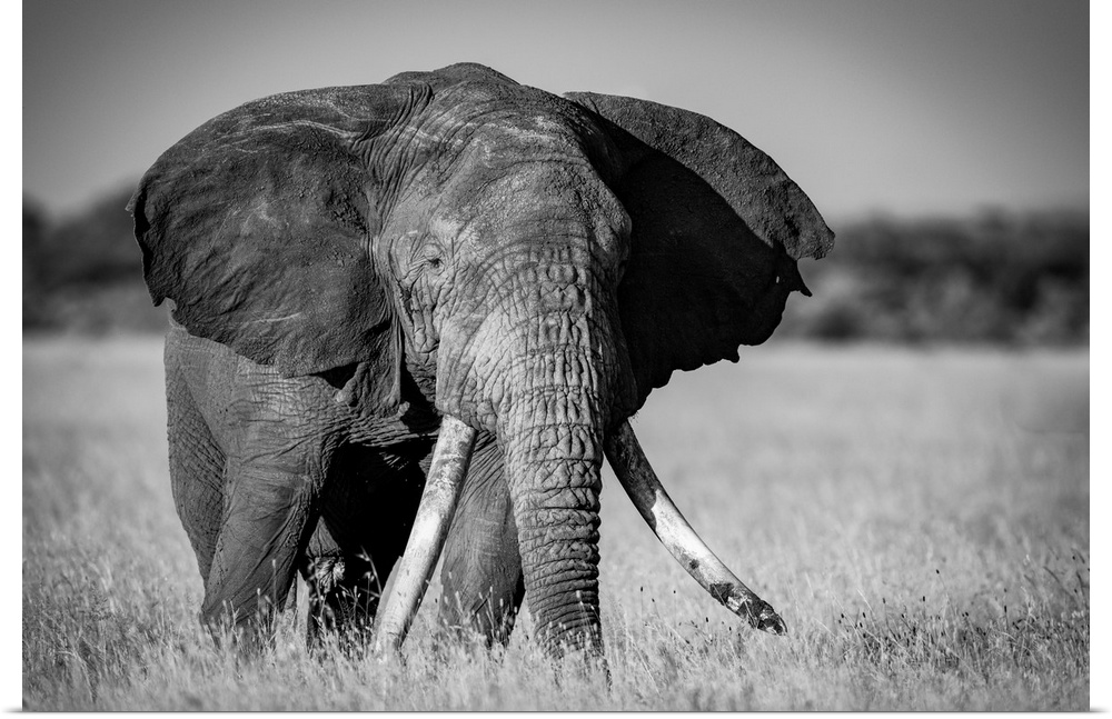 Monochrome of African bush elephant (loxodonta africana) standing in grass, Grumeti Serengeti tented camp, Serengeti natio...
