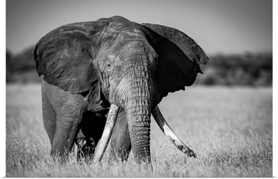 African Bush Elephant Standing In Grass, Serengeti National Park, Tanzania
