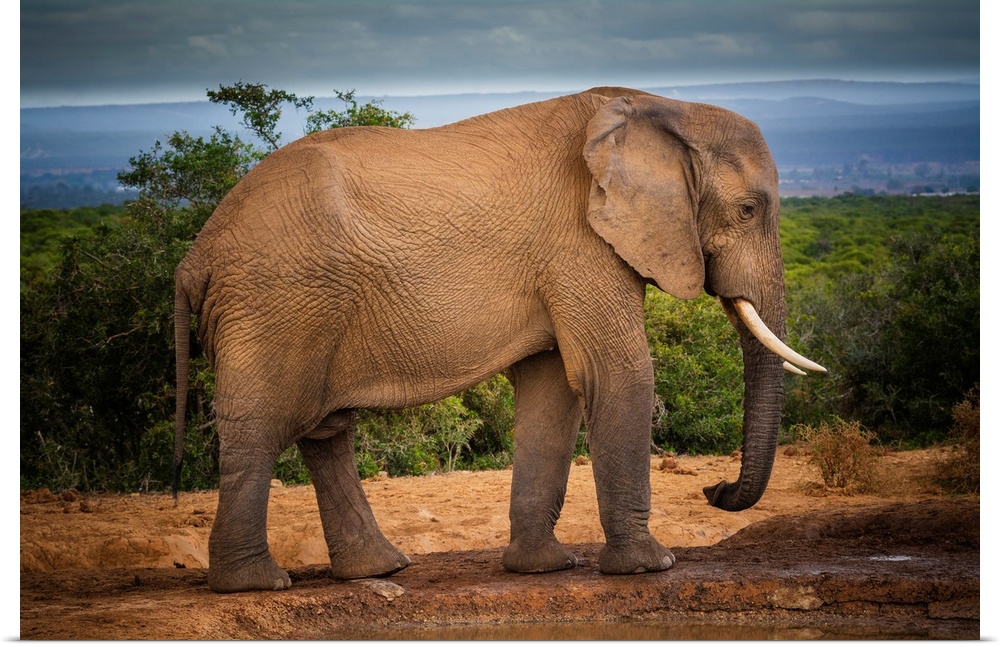 African elephant (Loxodonta) at Addo Elephant National Park, Eastern Cape, South Africa