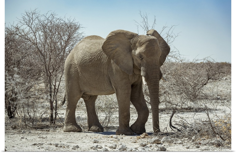 African Elephant (Loxodonta), Etosha National Park; Namibia.