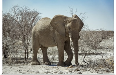 African Elephant (Loxodonta), Etosha National Park, Namibia