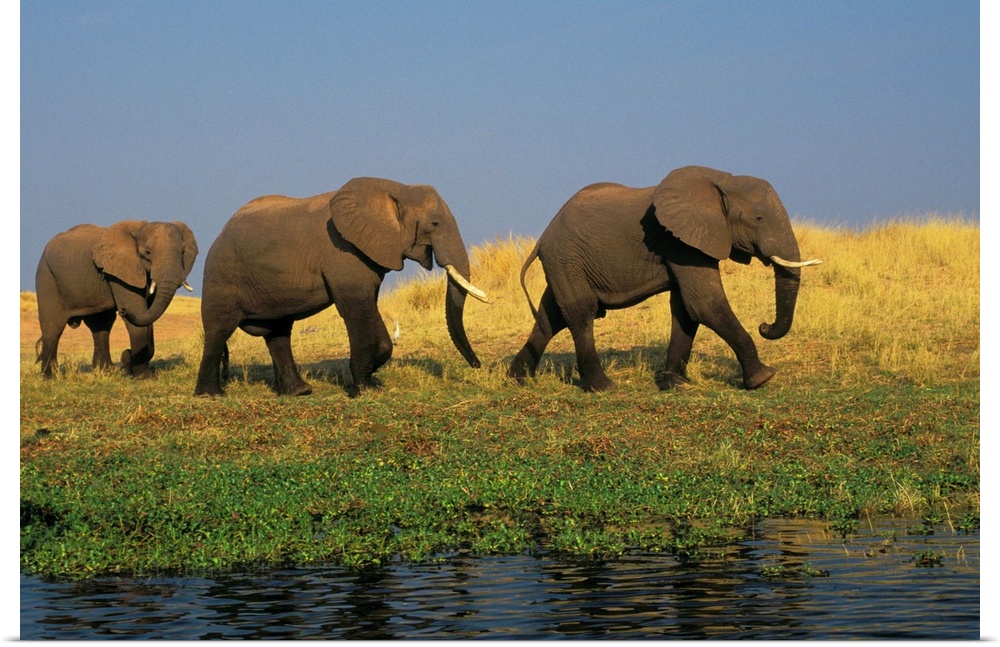 African Elephants, Lake Kariba, Matusadona National Park, Zimbabwe