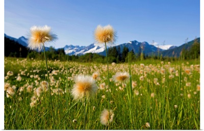 Alaska Cotton Grass in bloom in a meadow near Mendenhall Towers and Coast Mountains