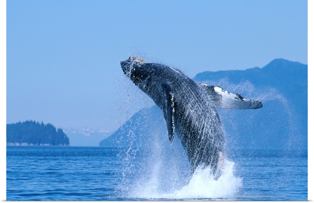 Alaska, Inside Passage, Humpback Whale (Megaptera Novaeangliae) Breaching