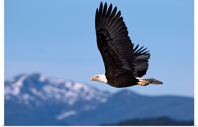 Alaska, Tongass National Forest, Bald Eagle In Flight