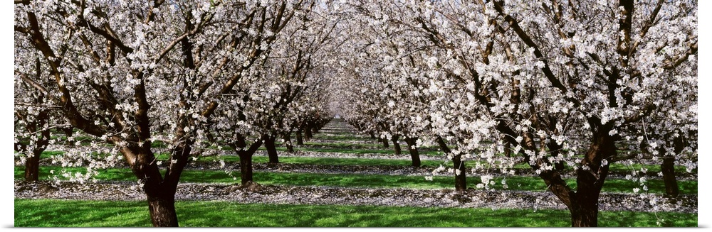Almond orchard, looking down between rows of almond trees in full bloom