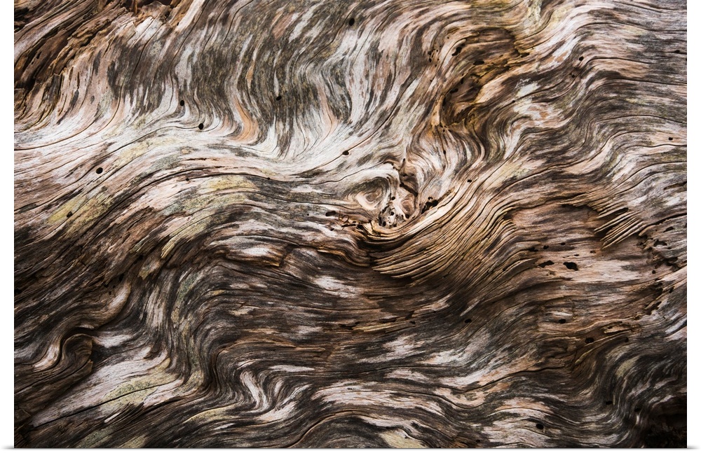 Amazing patterns on driftwood. Seaside, Oregon, United States of America.