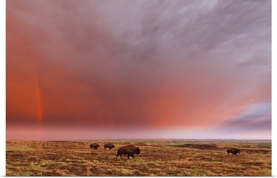 American Bison And Rainbow After The Storm At Cross Ranch Preserve, North Dakota