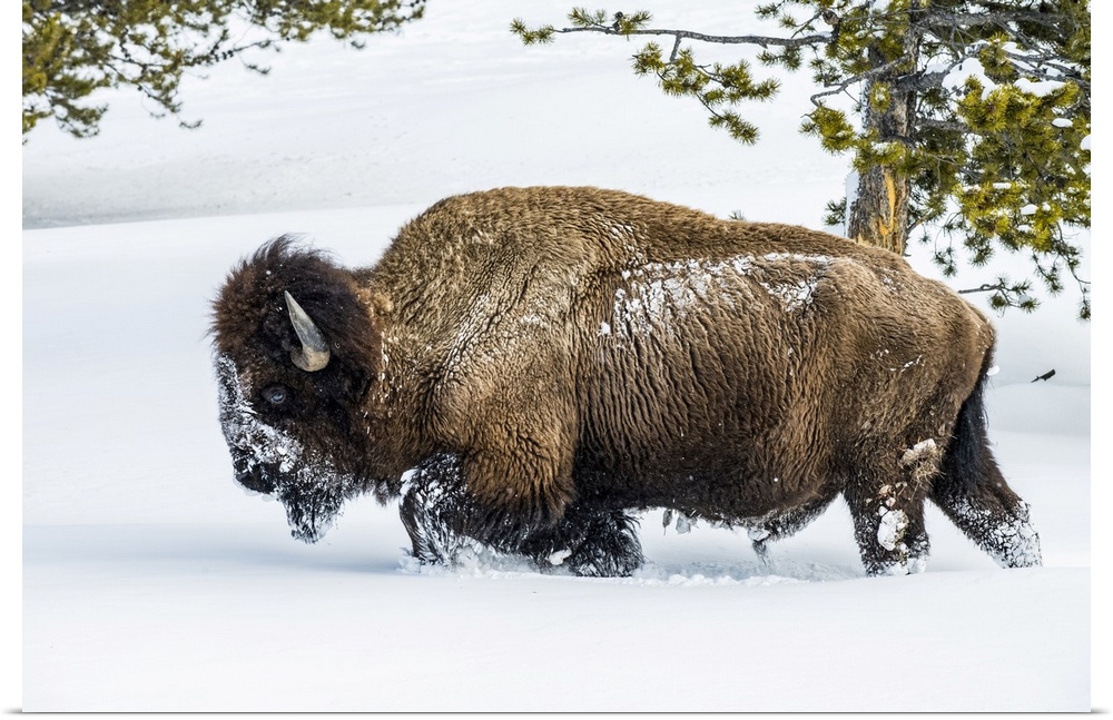 American Bison bull (Bison bison) plowing through deep snow in the Firehole River Valley, Yellowstone National Park; Wyomi...