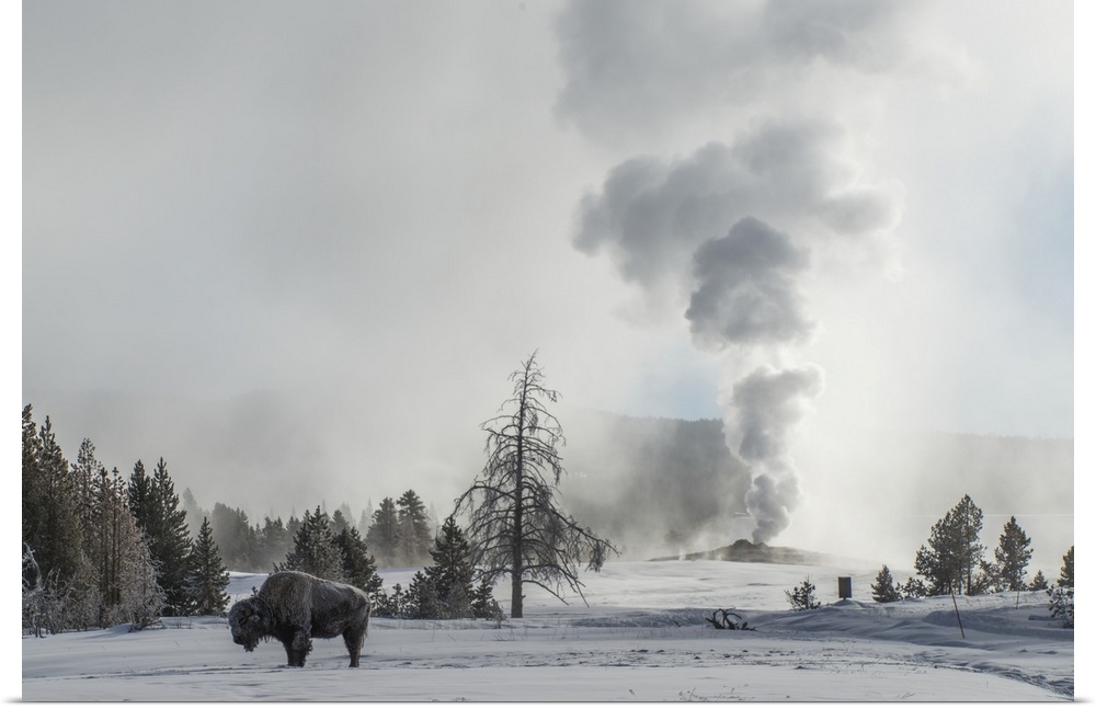 American Bison (Bison bison) stands on snow with Old Faithful erupting in the background, Upper Geyser Basin in Yellowston...