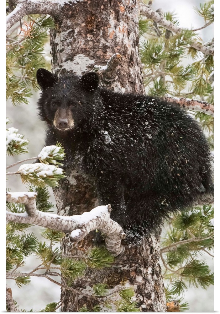 An American black bear cub (Ursus americanus) sits on a snow covered Whitebark pine tree (Pinus albicaulis) branch looking...