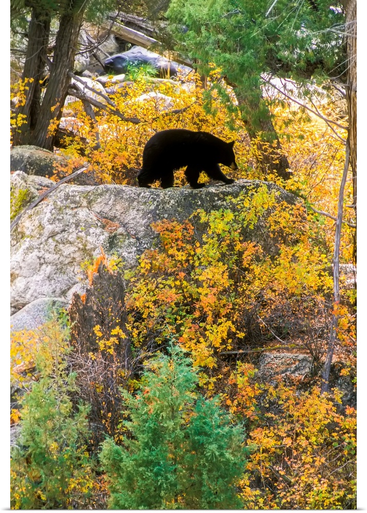 American black bear (Ursus americanus) on top of a rocky ledge foraging along the banks of the Yellowstone River, climbing...