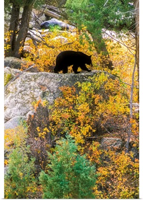 American Black Bear Foraging On Top Of A Rocky Ledge Along The Yellowstone River