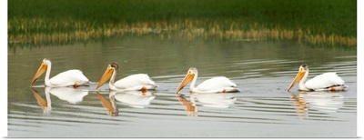 American White Pelicans Swim In A Line On The Yellowstone River; Wyoming, USA