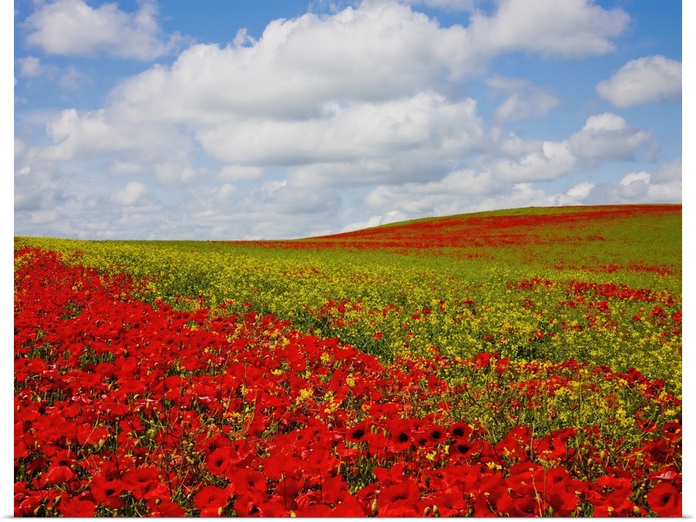 An Abundance Of Red Poppies In A Field; Corbridge, Northumberland, England