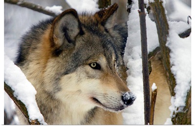 An Adult Gray Wolf, Southcentral Alaska
