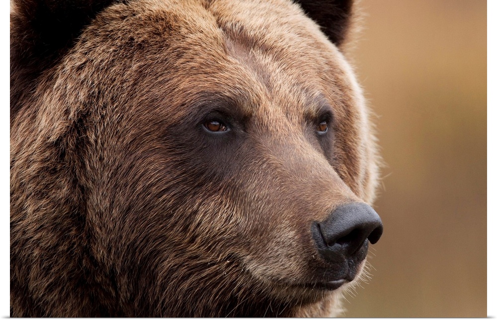 An Adult Grizzly Bear, Alaska Wildlife Conservation Center, Southcentral Alaska
