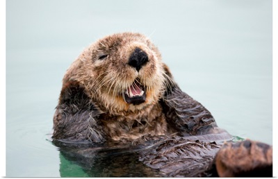 An adult Sea Otter floats in the calm waters of the Valdez Small Boat Harbor