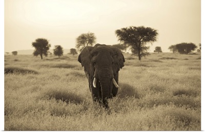 An African Elephant Walks Through The Serengeti Plains