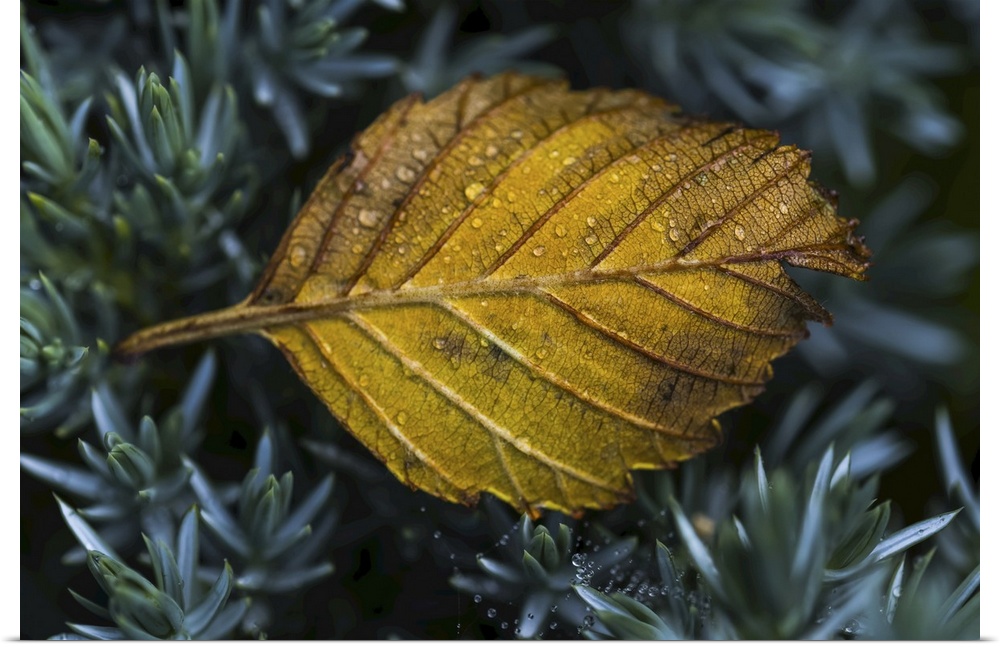 An alder leaf fallen into a flower garden, Astoria, Oregon, united states of America.