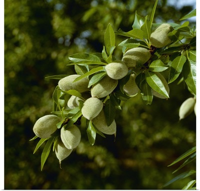 An almond tree branch with Spring foliage growth and a healthy crop of mid growth nuts