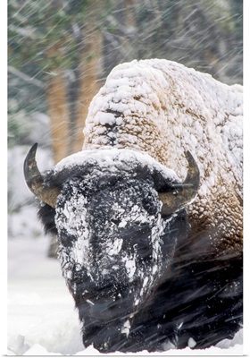 An America Bison Forages During A Snow Storm In Yellowstone National Park, Wyoming