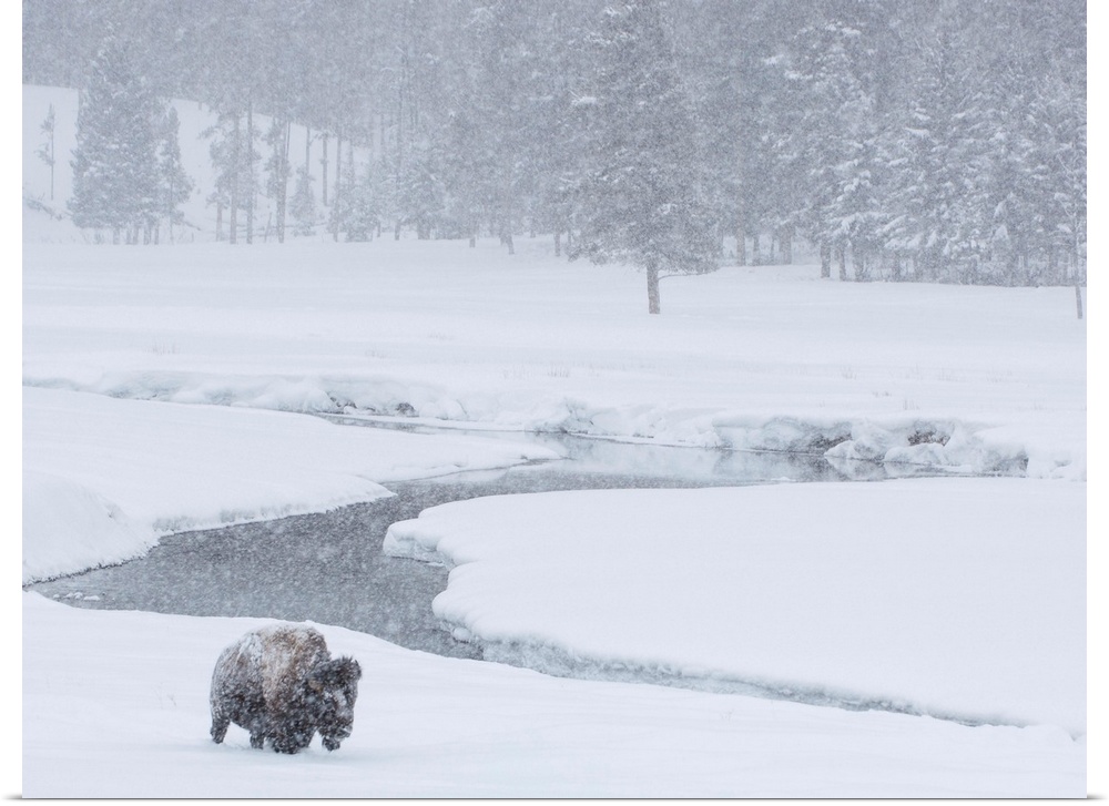 An America bison (Bison bison) forages near a stream during a snow storm in Yellowstone National Park, Wyoming, United Sta...