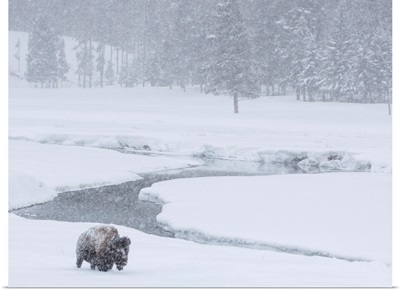 An America Bison Near A Stream During A Snow Storm, Yellowstone National Park, Wyoming