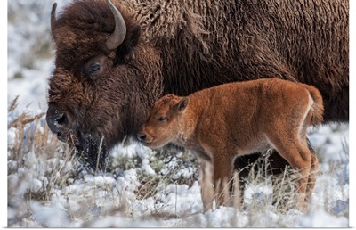An American Bison Calf Stands Next To An Adult In Yellowstone National Park, Wyoming