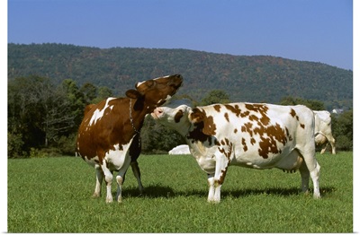 An Ayrshire dairy cow grooming another cow on a healthy green pasture, Vermont