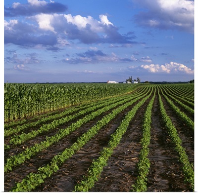 An early growth soybean field grows next to a mid growth field of grain corn