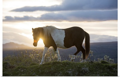 An Icelandic Horse Stands In A Field As The Sun Sets, Gljasteinn, Iceland