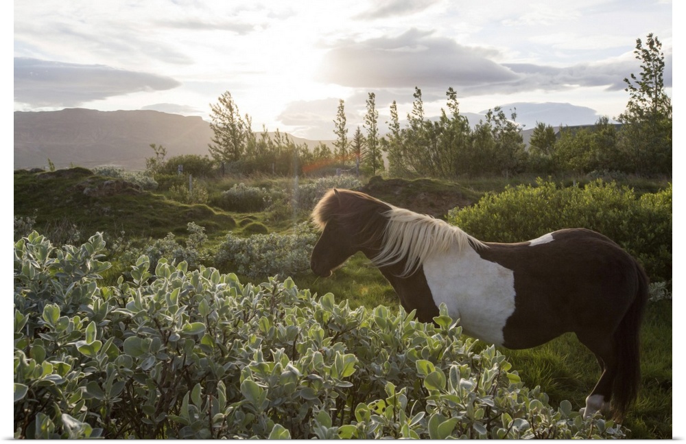 An Icelandic horse stands in a field. Gljasteinn, Iceland