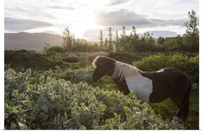 An Icelandic Horse Stands In A Field, Gljasteinn, Iceland