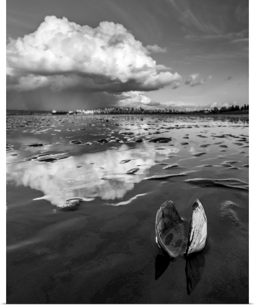 An open clam shell sits on the shore with cloud reflected on the wet sand. Vancouver, British Columbia, Canada.