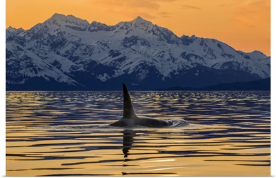 An Orca In Lynn Canal With The Rugged Chilkat Mountains, Alaska