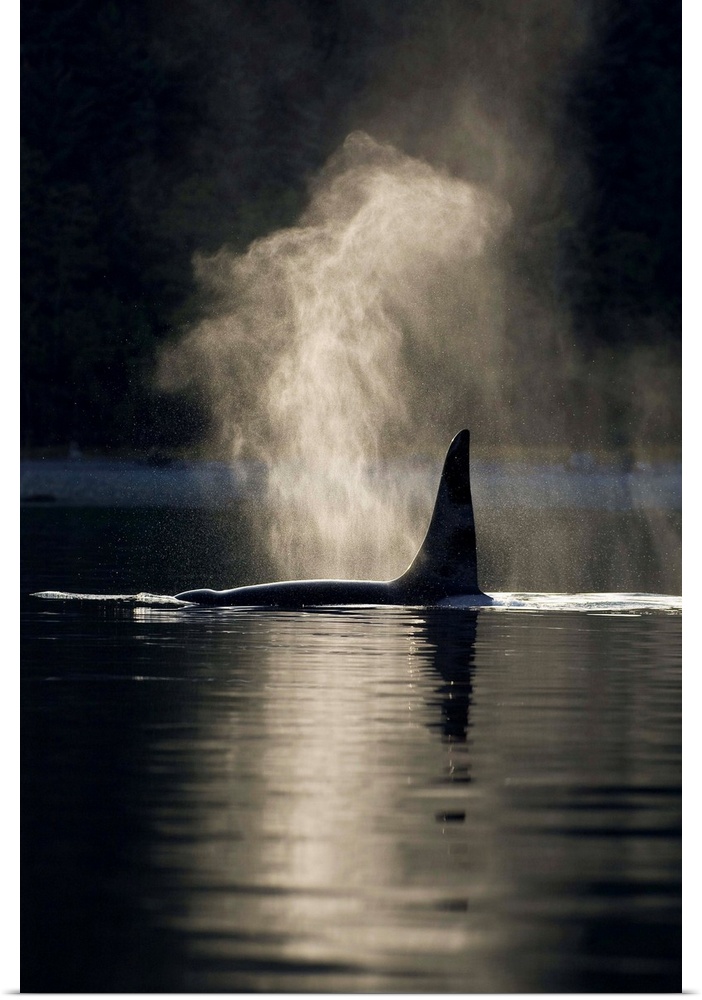 An Orca Whale Exhales As It Surfaces In Inside Passage, Southeast Alaska